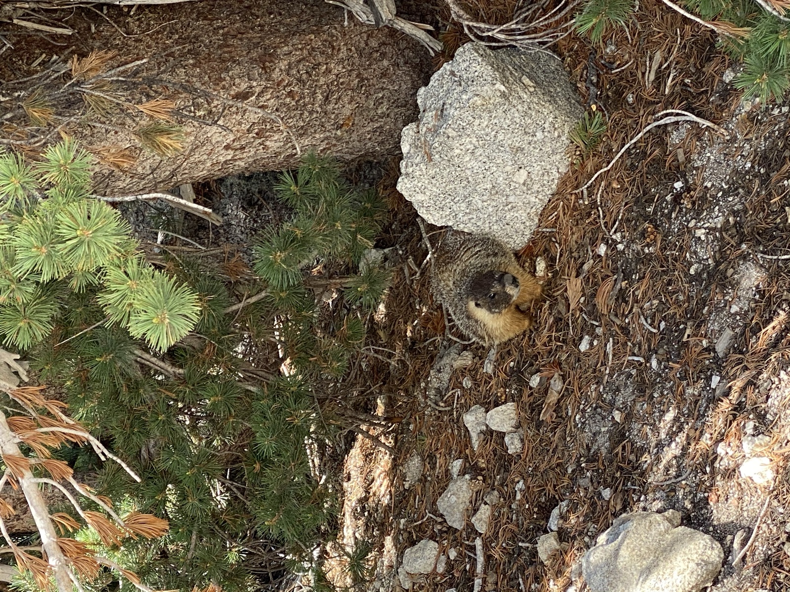 A marmot by a granite boulder and a pine